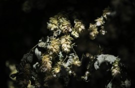 Hops is what gives beer its refeshing bitterness, but a study finds climate change is hitting both yields and the potency of the key ingredient to the popular beverage