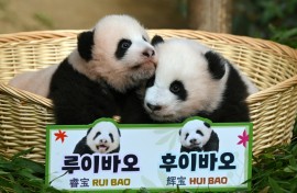 The names Rui Bao and Hui Bao mean 'wise treasure' and 'shining treasure', respectively