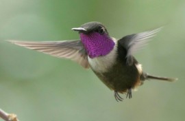 The tool has some limitations, including the relatively few bird calls available with which to train the computer model