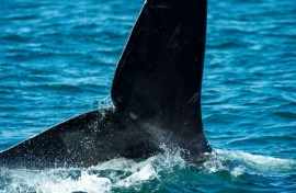 Right whales are thought to have once numbered up to 20,000, but the rise of commercial whaling decimated their population by the early 20th Century