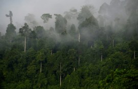 The world is off track to meet a pledge to halt deforestation by 2030, new research warns