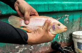 Tilapia is a freshwater fish consumed the world over 