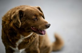 Bobi pictured earlier this year after being declared the world's oldest dog by Guinness World Records 