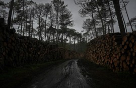 French authorities are battling an invasion of tree-killing bugs that are devouring the weakened pines of La Teste-De-Buch in southwestern France after the devastating wildfires