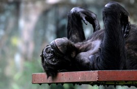 A Chimpanzee rests at Malaysia's national zoo in Kuala Lumpur