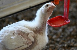 Intensive farming is also in the dock on animal well-being