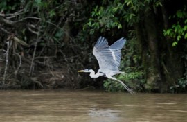 A bird flies over a river in the Waorani Community of Bameno, Ecuador, on July 30, 2023