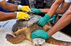 A 2015 study by the University of Queensland in Australia found that the majority of the world's sea turtle population was consuming plastic