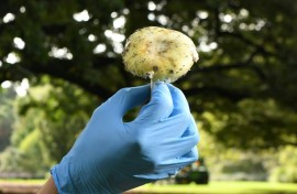 The deadly death cap mushroom is easily mistaken for edible varieties