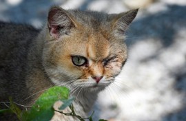 An animal shelter in China's Jiangsu province is home to scores of cats rescued from the country's underground meat trade