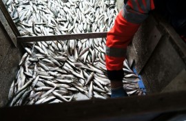 The EU is cutting herring quotas in the Baltic Sea by nearly a half