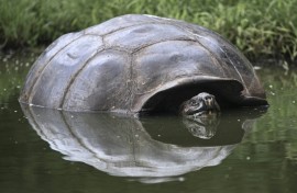 Endangered giant Galapagos tortoises continue to swallow plastic and other human waste despite a ban on disposable plastic items in the Ecuadoran archipelago