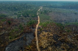 Deforestation in the Brazilian Amazon fell by 22.3% in the twelve months to July, the best result in four years, the government of President Luiz Inacio Lula da Silva reported on November 9, 2023