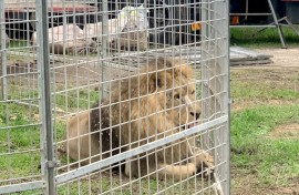 More than 20 European countries have banned or heavily restricted the use of animals in circuses -- but Italy is not yet among them