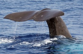 Sperm whales are the largest toothed predators on the planet, living in matrilineal societies with distinct cultures and dialects
