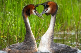 A "weird puking bird" with a bizarre mating dance has won New Zealand's annual avian beauty contest