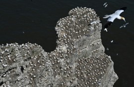 A new survey says almost half of the breeding seabird species in the UK and Ireland have declined in the last 20 years