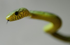 The green mamba is extremely dangerous, authorities warn 