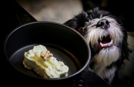 Pepe, a four-year-old Bichon with a naughty face, licks every last crumb off his elegant black bowl