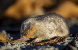 The De Winton's golden mole has been detected for the first time in 87 years in South Africa