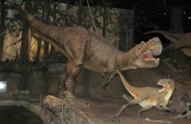 The Gorgosaurus is a member of the tyrannosaurid family that also includes the T-Rex