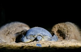 A green turtle covers her eggs with sand on Sandspit beach along the Arabian Sea in Karachi