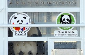 Yang Guang was accompanied by Tian Tian on the trip from China