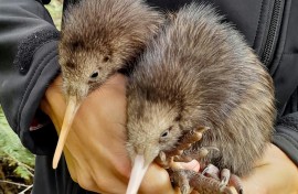 Kiwi chicks have been born in the wilds around Wellington for the first time in more than a century