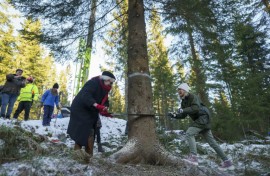Every tree sent across the North Sea is carefully selected, preserved, packed, watered and shipped off on the shortest route possible