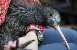 Kiwis are under threat in New Zealand, where dogs are the among the main predators of the native flightless birds in the wild