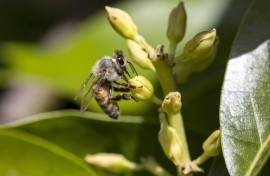 Some insects – such as ants and bees – navigate visually based on the intensity and polarisation of sunlight 