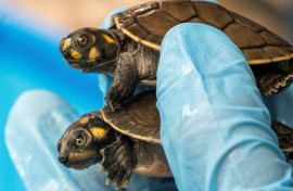 Among the reptiles were baby Arrau turtles -- the largest river turtle in South America -- and the yellow-spotted river turtle, which were found in small transparent plastic containers inside cardboard boxes