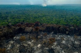 Burnt trees are seen after illegal fires were lit by farmers in Manaquiri, Amazonas state in September 2023