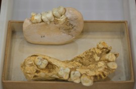 a German scientist first stumbled on one of its teeth at a Hong Kong apothecary in the 1930s
