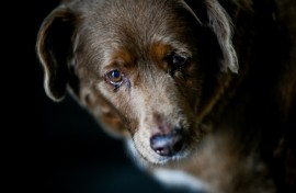 Bobi was declared the world's oldest dog in February 2023
