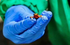 A member of Colombia's national police shows one of the frogs seized at the Bogota airport on January 28, 2024, in a picture released by Bogota's Environment Secretary