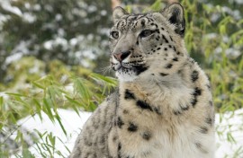 A snow Leopard, seen here in 2021 in New York's Central Park Zoo, are far harder to spot in the wild. India has carried out a mammoth five-year survey of the rare animals
