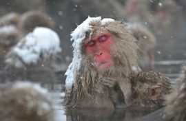 Snow monkeys are the most northerly living non-human primates
