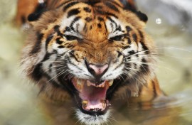 Tigers in India have been photographed in high-altitude mountains rarely seen before