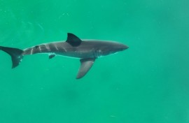 A July 2023 framegrab handout on January 29, 2024 by wildlife photographer Carlos Gauna, known as The Malibu Artist, shows an adult great white shark filmed off the California coast near Santa Barbara
