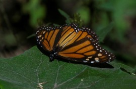 A monarch butterfly is seen at the Rosario Sanctuary in Mexico's Michoacan state