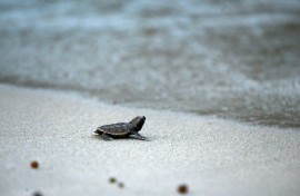 Hawksbill turtles were hunted to near extinction for their shells and are now critically endangered