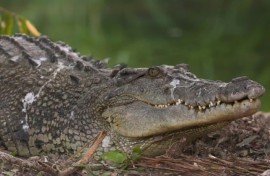 From the brink of extinction to Australia's croc 'paradise'