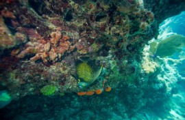 When the water is too warm, coral expel their algae and turn white, an effect called "bleaching" that leaves them exposed to disease and at risk of dying off