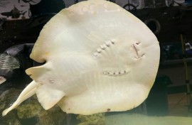 Beyond her unusual pregnancy, Charlotte, who's around the size of a dinner plate and lives alongside five small sharks, charms members of the public with her winsome personality