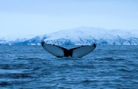 The harm goes beyond whales -- there is evidence that scores of marine species are negatively affected by underwater noise pollution