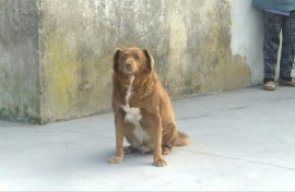 Portugal's Bobi loses oldest dog title