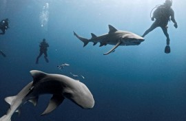 Lemon sharks swim close to a group of divers off Jupiter, Florida, the US state now seen as the world's most likely place to be bitten by a shark -- even though such attacks are exceedingly rare