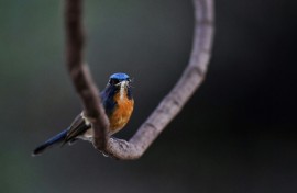 'Natural predators are good pest control agents,' a researcher said