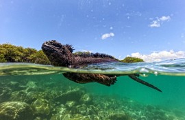 A marine iguana (Amblyrhynchus cristatus) is seen in Tortuga Bay at Santa Cruz Island, part of the Galapagos archipelago in Ecuador